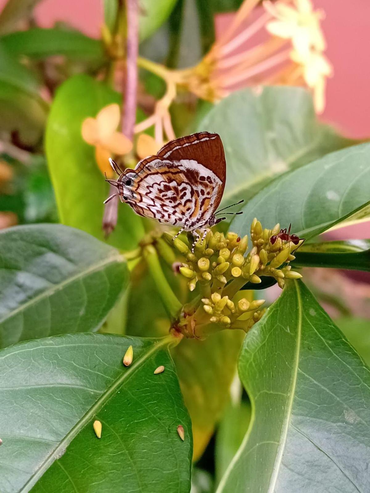 Hotel Ayurveda Spring Of Life Colombo Esterno foto